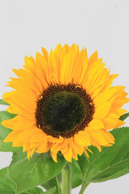 Sunflower Sunrich Orange 80cm
