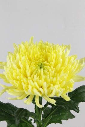 Chrys Bl Magnum Yellow