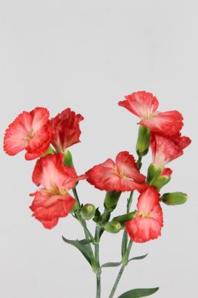 Carnation Spr Solomio Clif 60cm