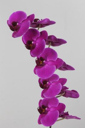 Phalaenopsis Per Stem Stellenbosch 7-9fl