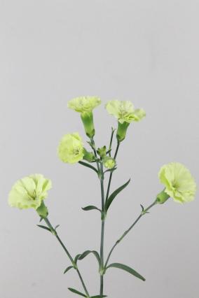 Carnation Spr Solomio Bern 60cm