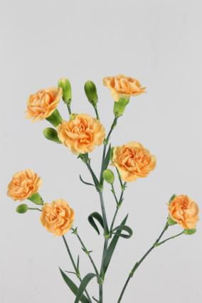 Carnation Spr Kamilly 60cm