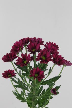 Chrys Spr Purple Star