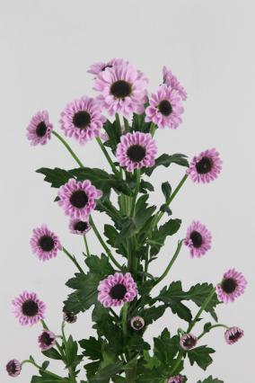 Chrys Sant Yin Yang Pink