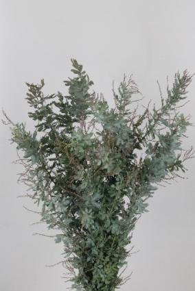 Acacia Baileyana grey 200g 60cm