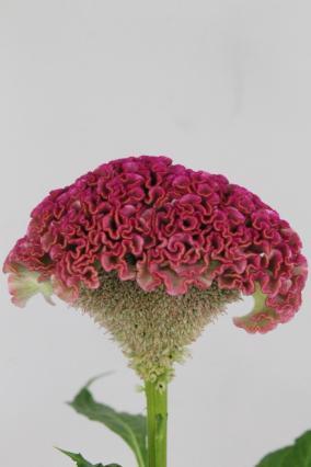 Celosia Cr Reprise Rose 72cm