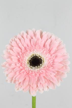 Gerbera Graceland