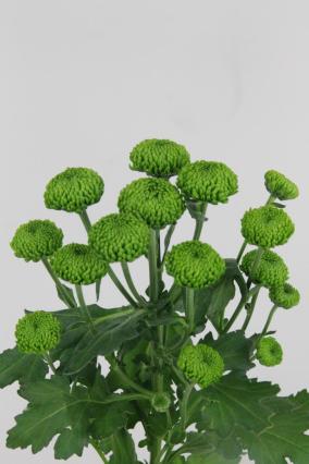 Chrys Spr Deligreen