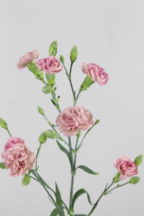 Carnation Spr Beddik 60cm