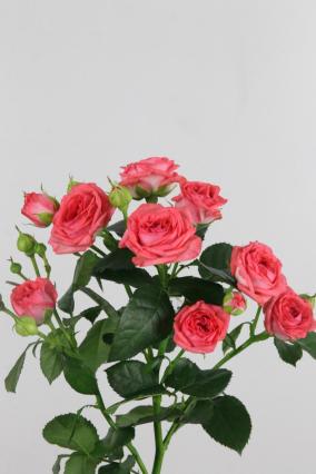 Rose Spr Apricio 60cm X10
