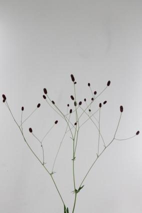 Sanguisorba Red Dream 80cm
