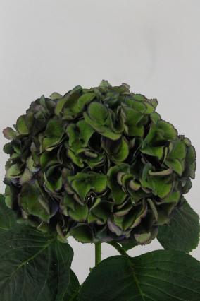 Hydrangea Royal King Classic 80cm Ø16-20cm
