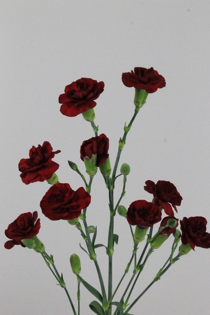 Carnation Spr Chateau 65cm