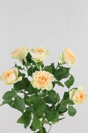 Rose Spr Sancerre 50cm X10