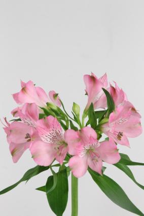 Alstroemeria Avianna 75cm