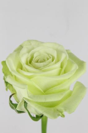 Rose Bg Noelle 60cm X10