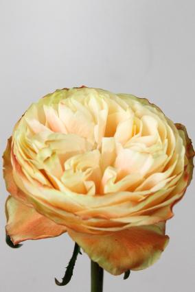 Rose Bg Karma 60cm X10