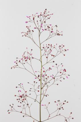 Talinum Pan Long John 70cm