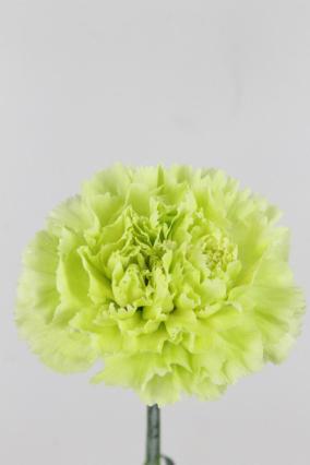 Carnation St Green Marty 70cm