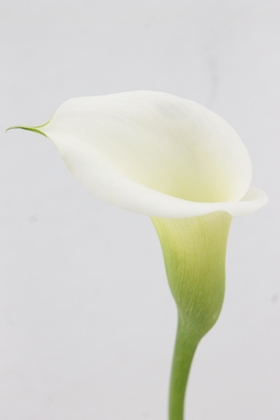 Calla White Art 55cm