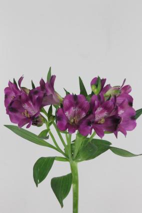 Alstroemeria Morado 80cm