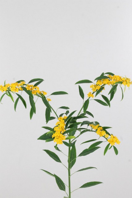 Euphorbia Fu Spr Cream Yellow River 80cm