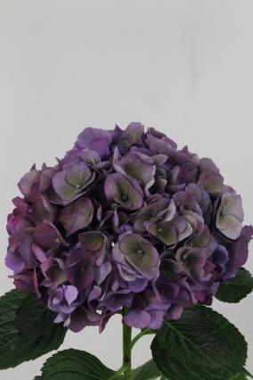 Hydrangea Royal Opera Classic 50cm Ø15-18cm