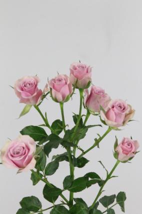 Rose Spr Leila 60cm X10
