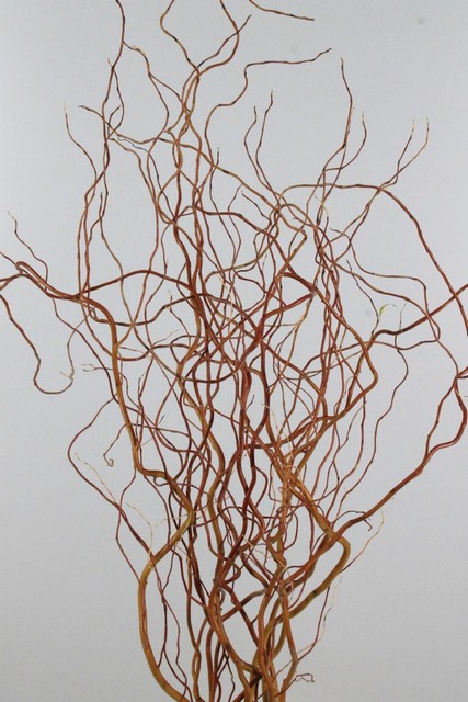 Salix Golden Curls 130cm