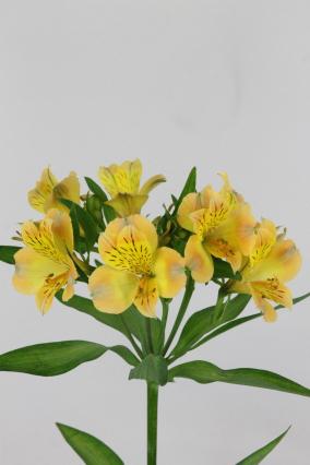 Alstroemeria Aurora Ex