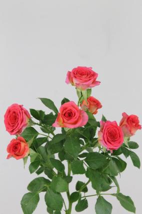 Rose Spr Chimo 60cm X10
