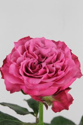 Rose Bg Country Blues 60cm X10