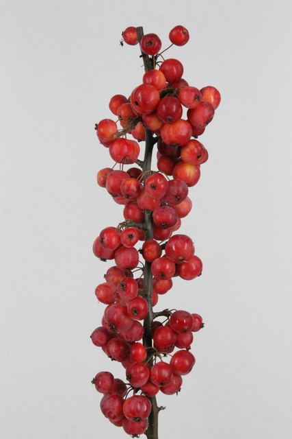 Malus Branch Red Sentinel 90cm X5