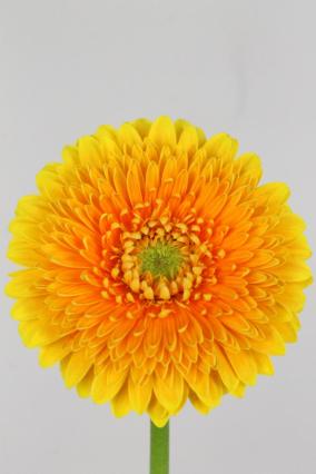Gerbera Gerponi Big Orange