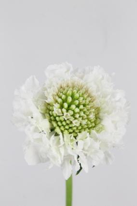 Scabiosa Atro Focal Scoop White Improved 60cm
