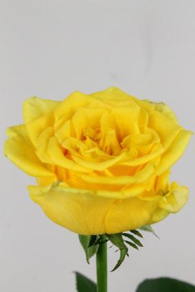 Rose Bg Palmares 70cm
