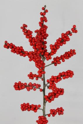 Ilex Vert Brit Buys 80cm Ex