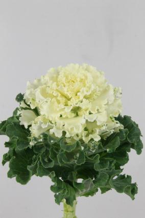 Brassica Crane Ruffle White 60cm