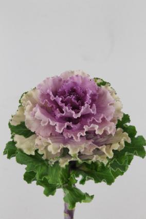 Brassica Crane Ruffle Rose 60cm