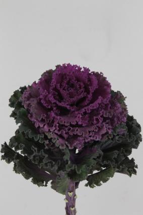 Brassica Crane Ruffle Red 60cm