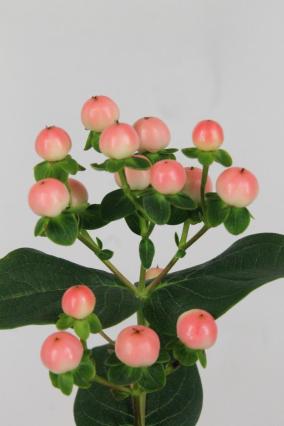 Hypericum Coco Tiamo 60cm