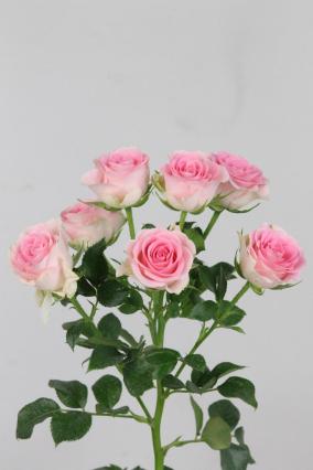 Rose Spr Good Mood 60cm