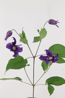 Clematis Amazing Sydney 60cm