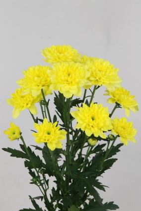 Chrys Spr Altaj Yellow