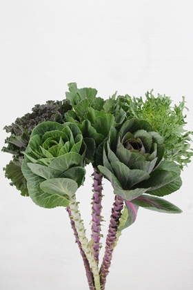 Brassica Mixed 60cm