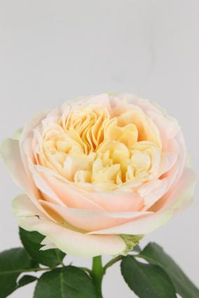 Rose Bg Priscilla 60cm X10