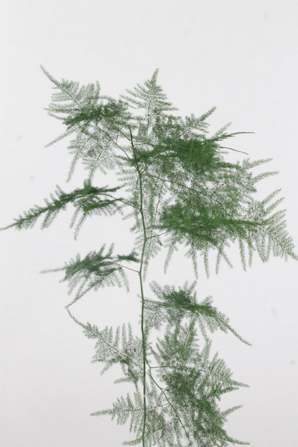 Asparagus Setac Long Trailing
