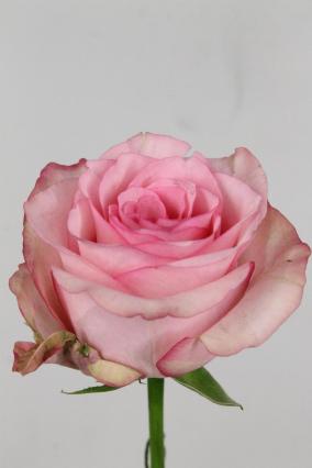 Rose Bg Paloma Steffi 50cm X10 Ke