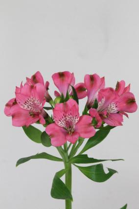 Alstroemeria Bubblicious 75cm