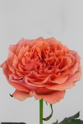 Rose Bg Blushing Reeva 50cm X10